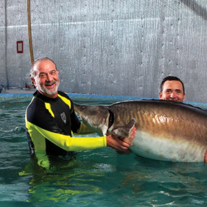 LENBEL (Acipenser baerii × Huso huso)