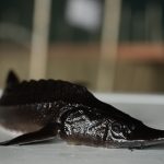 STERLET (Acipenser ruthenus)