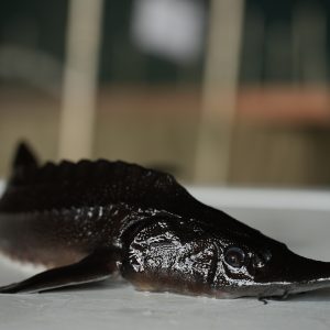 STERLET (Acipenser ruthenus)