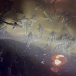 OSETRA (Acipenser gueldenstaedtii)