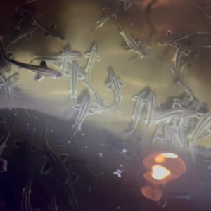 OSETRA (Acipenser gueldenstaedtii)