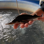 STERLET (Acipenser ruthenus)